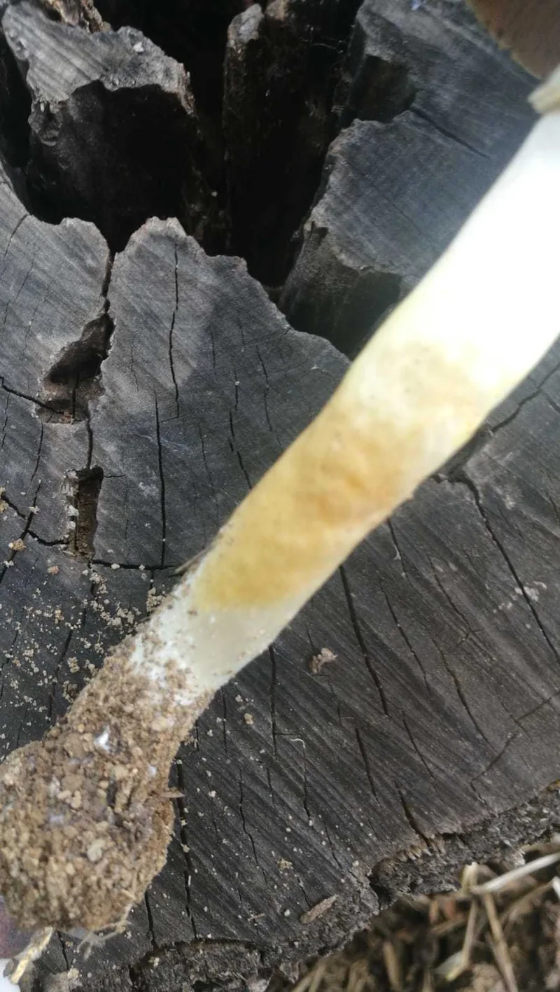 Fresh inky mushroom specimen showing yellow discoloration near the lower stem and base
