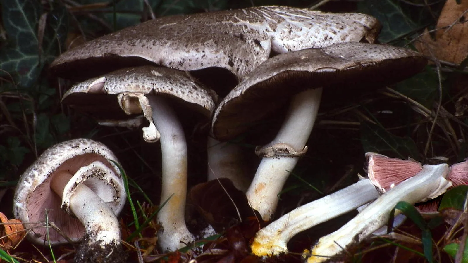 Inky mushrooms with dark gray cap scales and yellow-stained stem bases