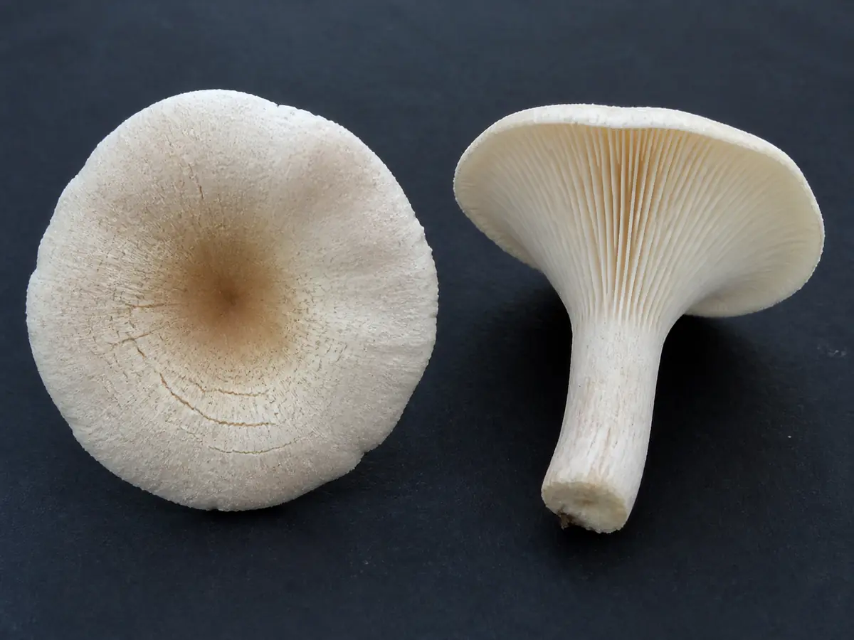 Ivory funnel cap and underside showing frosted zones, crowded decurrent gills, and a ringless stem