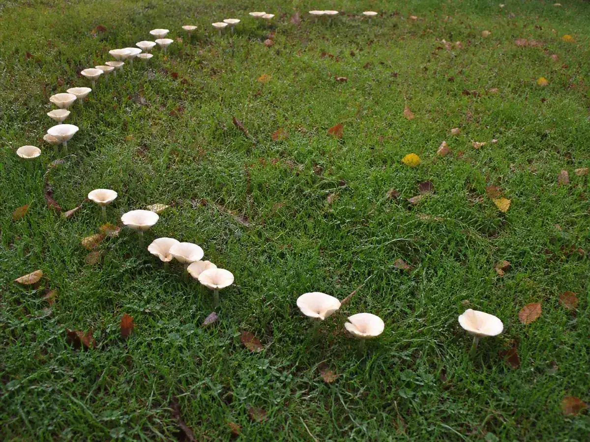 Ivory funnels forming a broken arc through short autumn grass