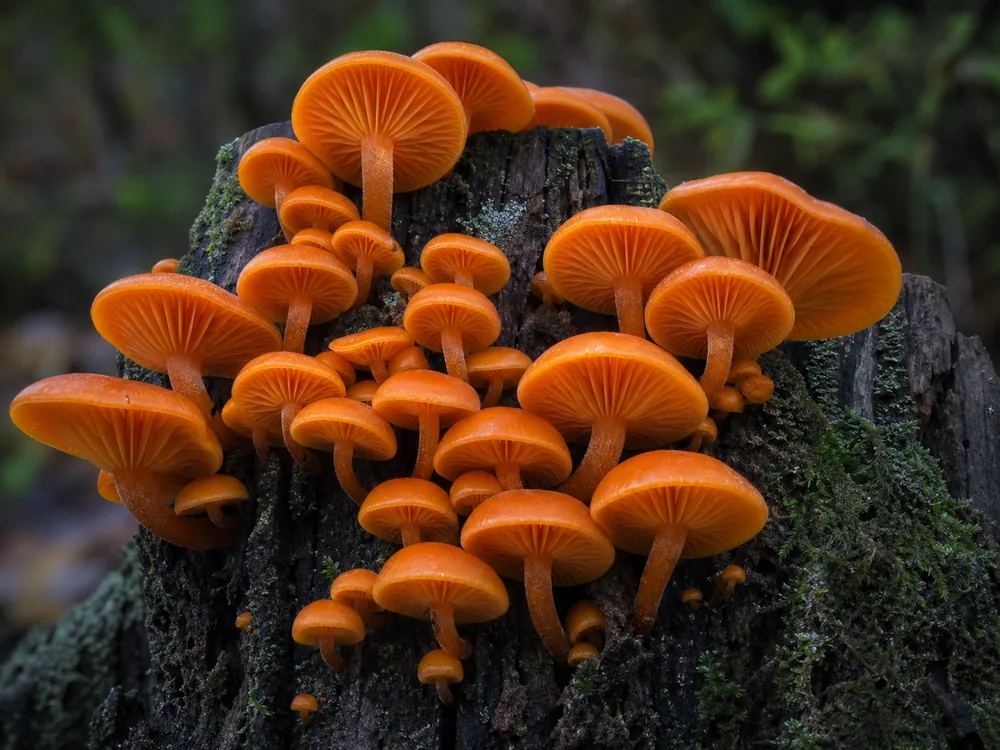 A cluster of bright orange Jack O'Lantern mushrooms growing on a stump