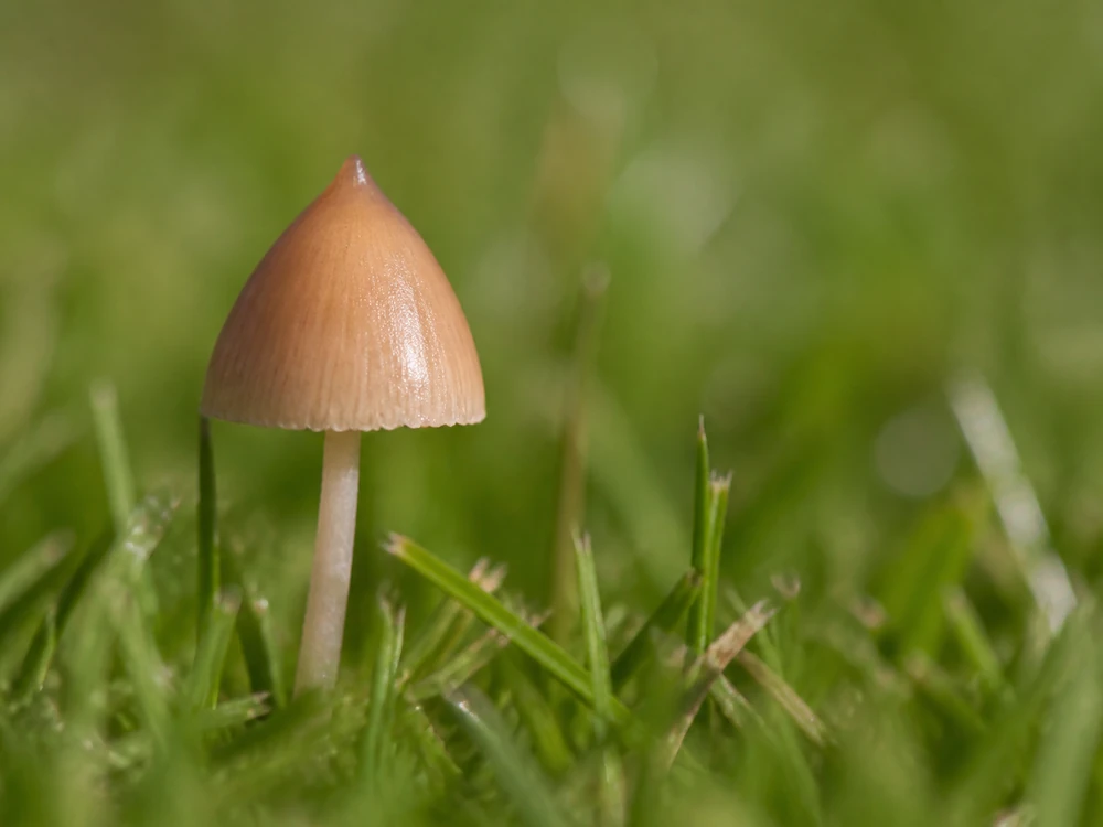 A small tan liberty cap in grass with a sharply conical cap and persistent pointed papilla