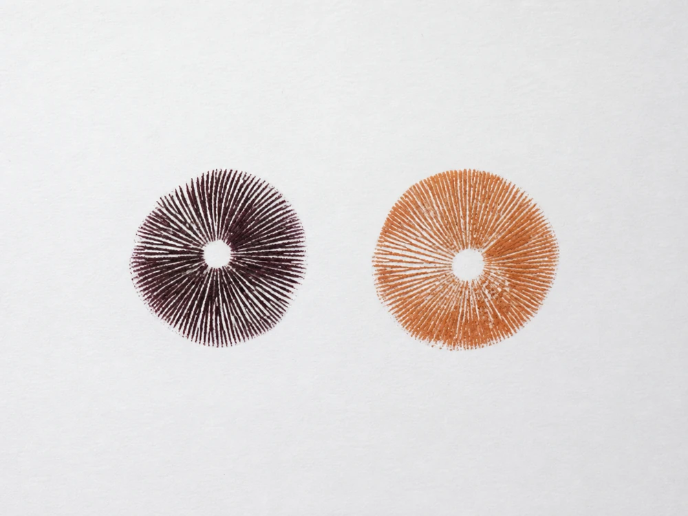 Dark purple-brown and rusty brown spore deposits displayed separately on pale paper
