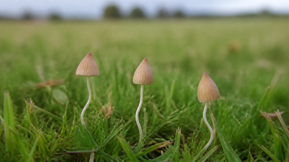 A small tan liberty cap mushroom in grass with a conical cap and a sharp pointed tip