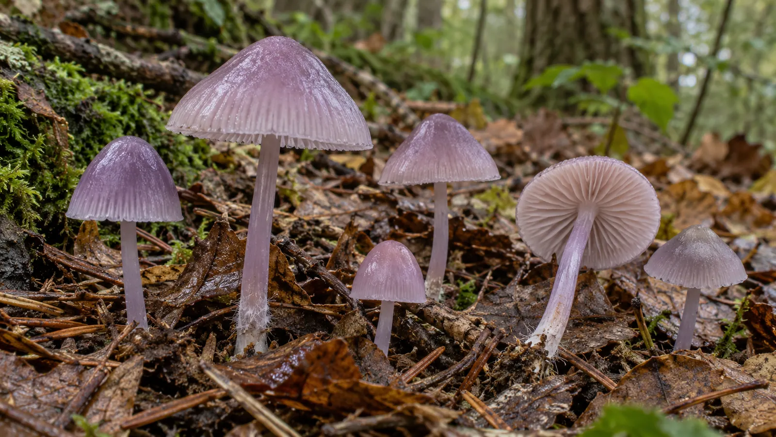 Lilac bonnet mushrooms with striate violet-gray caps and slender stems in woodland leaf litter