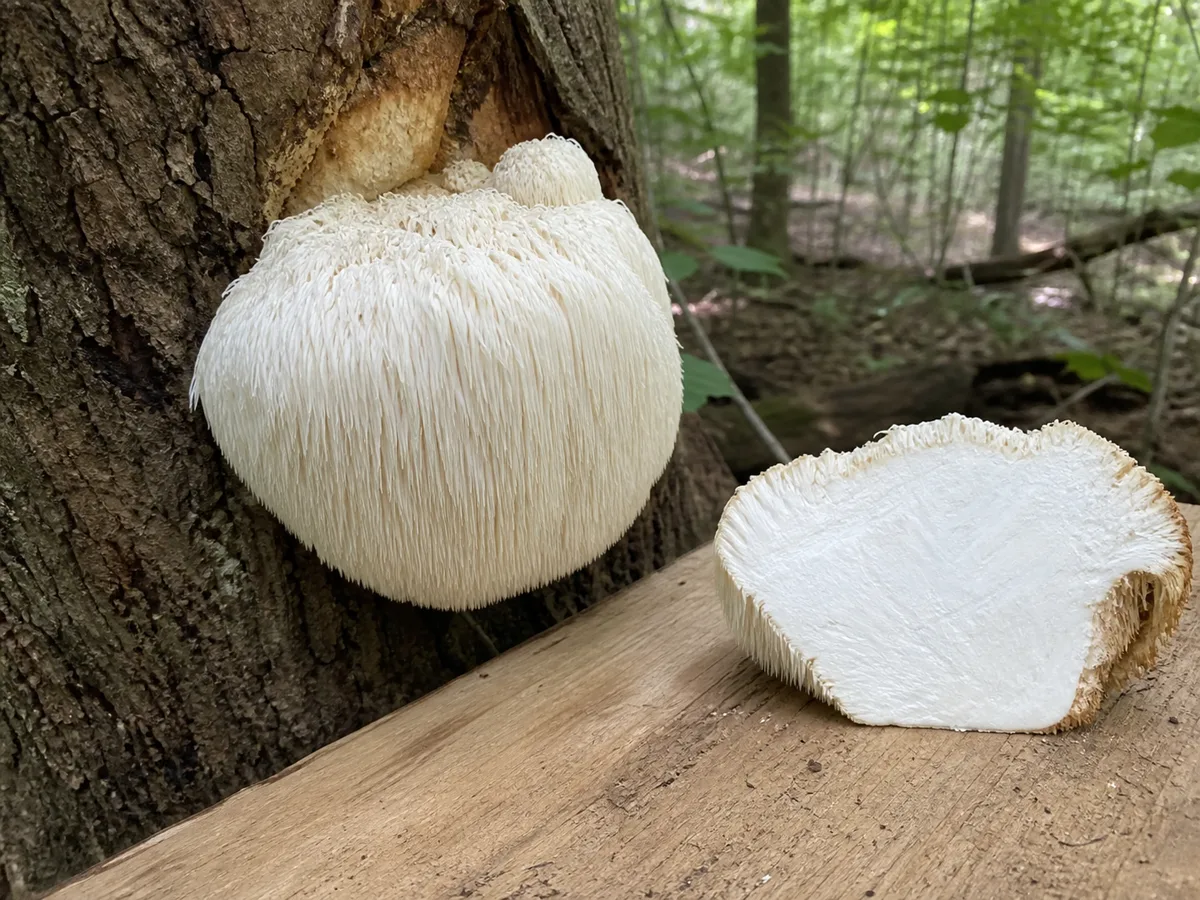 Fresh Lion's Mane attached to hardwood beside a cut section showing solid white flesh