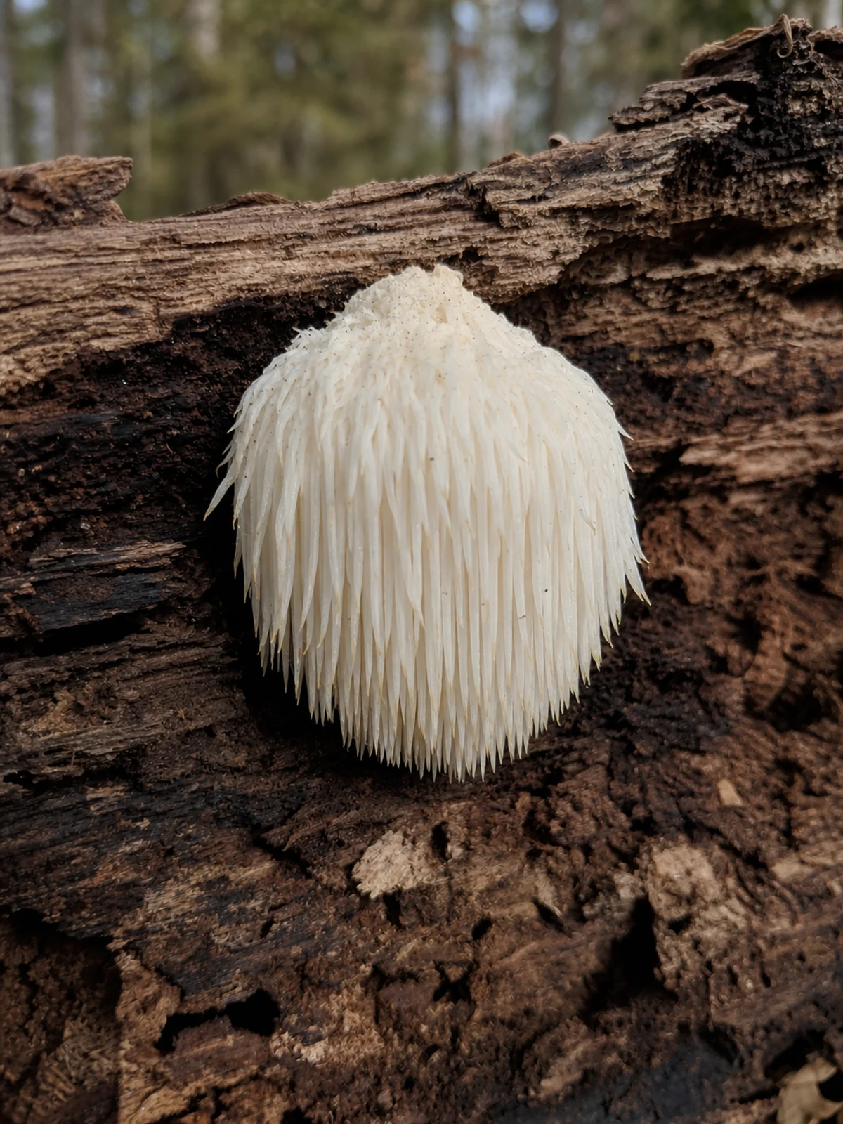 Illustration of Lion's Mane showing its key field marks