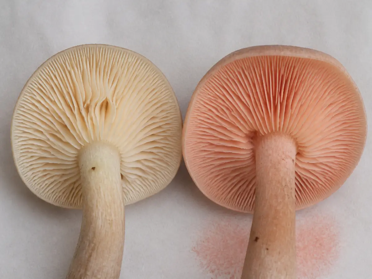Young and mature livid pinkgills showing cream-to-salmon sinuate gills and a pink spore deposit