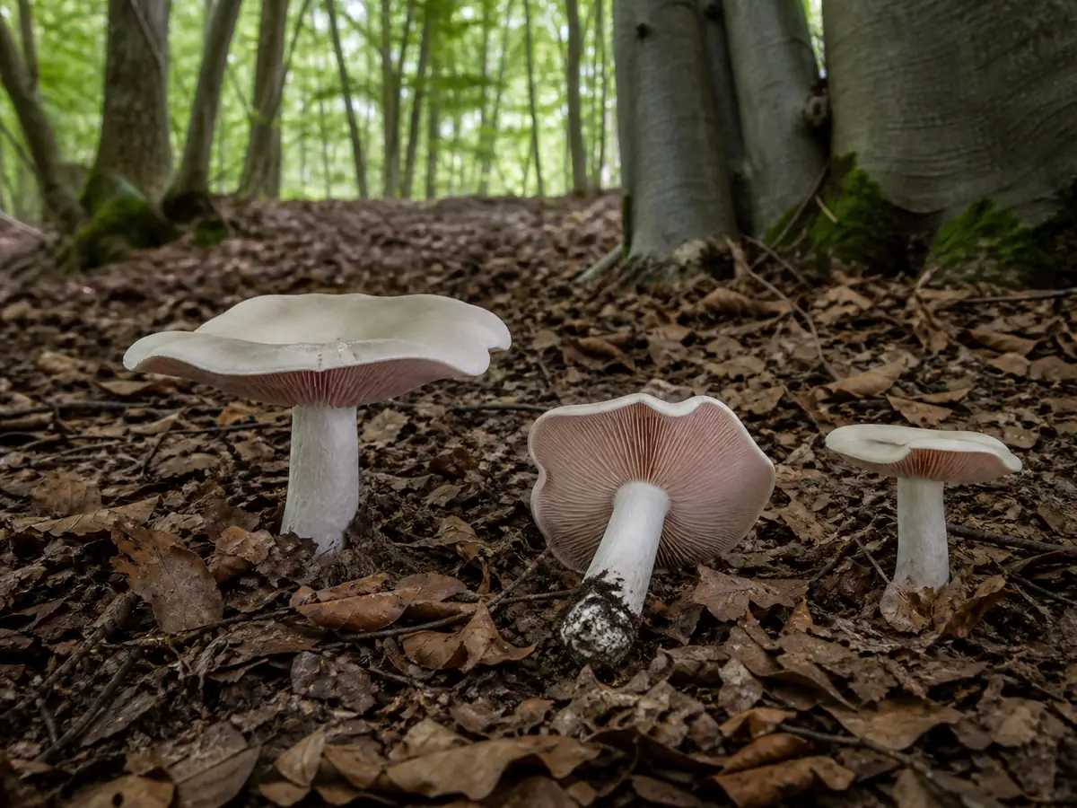 Livid pinkgills in calcareous leaf litter beneath mature beech and oak
