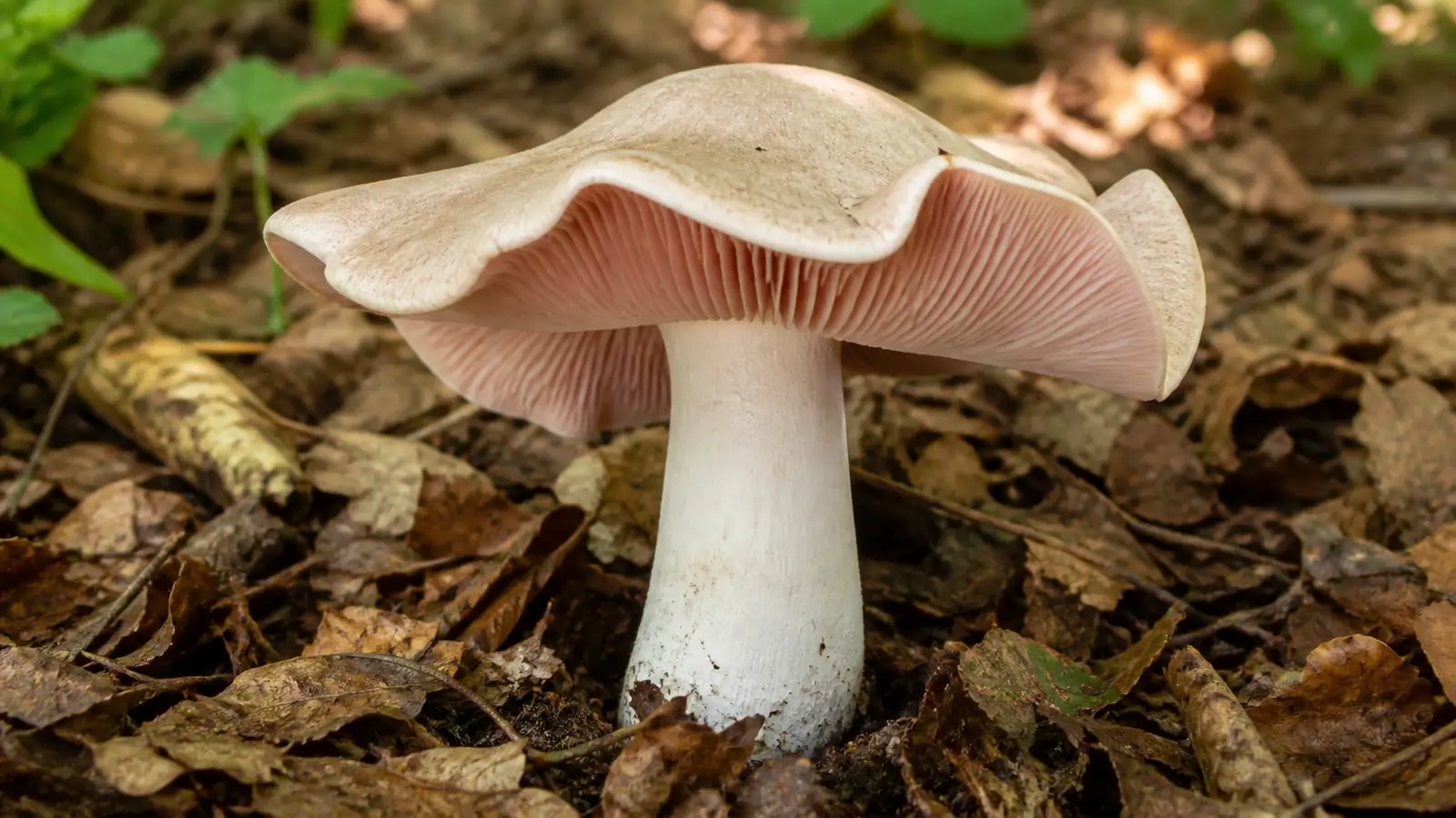 Livid pinkgill with a large pale lobed cap, salmon gills, and ringless stem in broadleaf litter