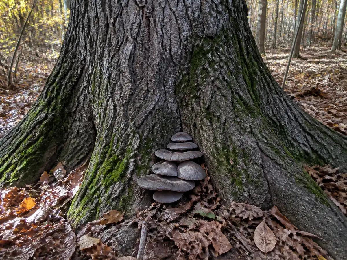 The base of a mature oak trunk with buttress roots and a clump of gray-brown bracket mushrooms emerging from the ground against the bark
