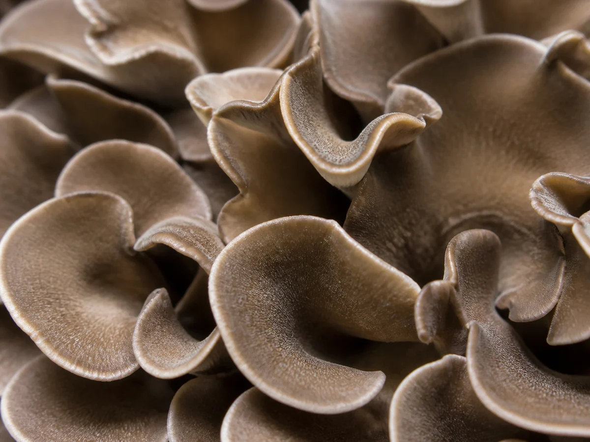 Extreme close view of individual hen of the woods fronds, spoon-shaped gray-brown caps with paler wavy margins arranged in overlapping tiers