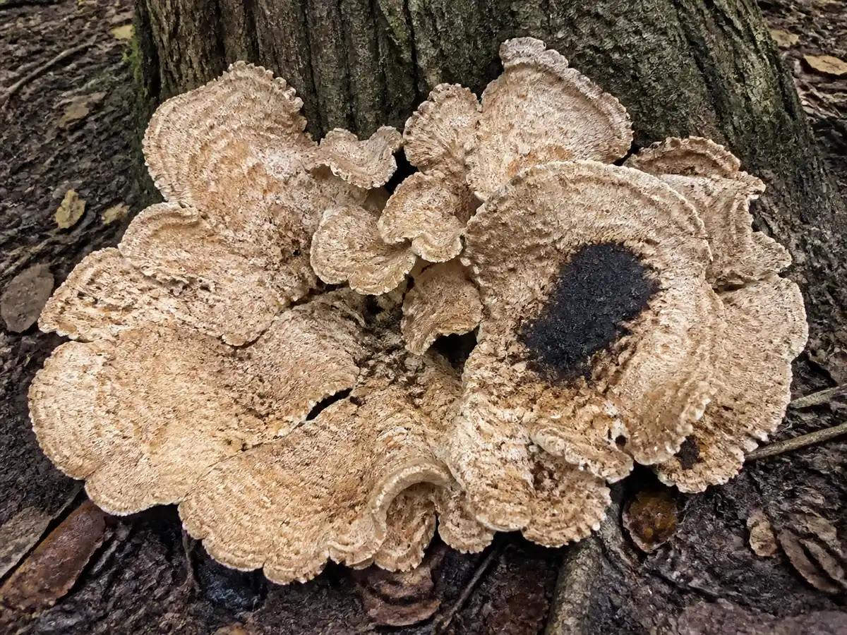 A very large pale tan bracket fungus rosette at the base of a tree with a dark bruised blackening patch where the surface has been pressed