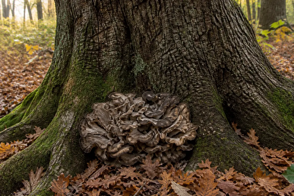 The base of a large old oak in autumn with buttressed roots in fallen leaves and a big gray-brown frilled cluster growing tight against the trunk at ground level