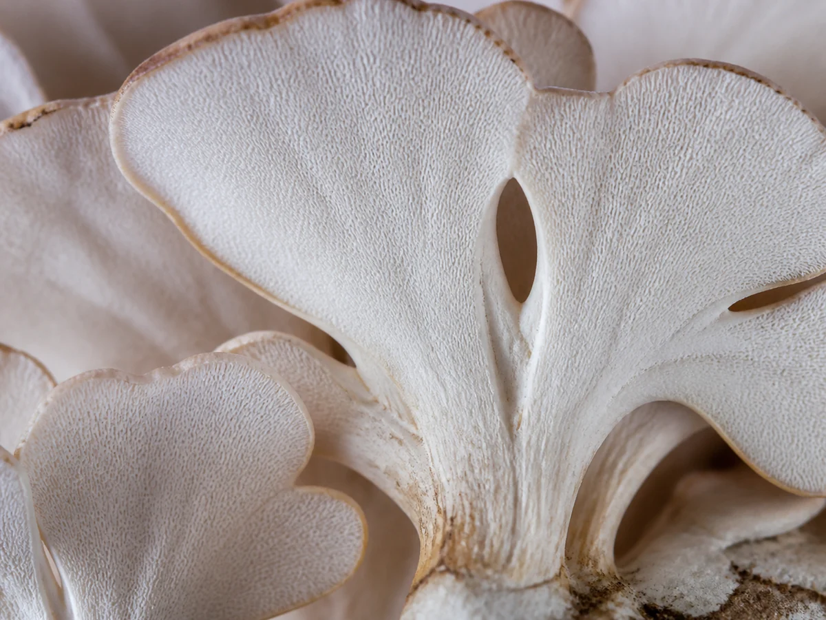 Extreme close view of the underside of a hen of the woods frond showing a smooth white pore surface running down onto the branching stem