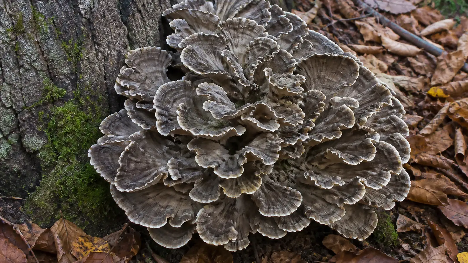 A large hen of the woods rosette at the base of an oak trunk, overlapping gray-brown fronds with pale wavy margins
