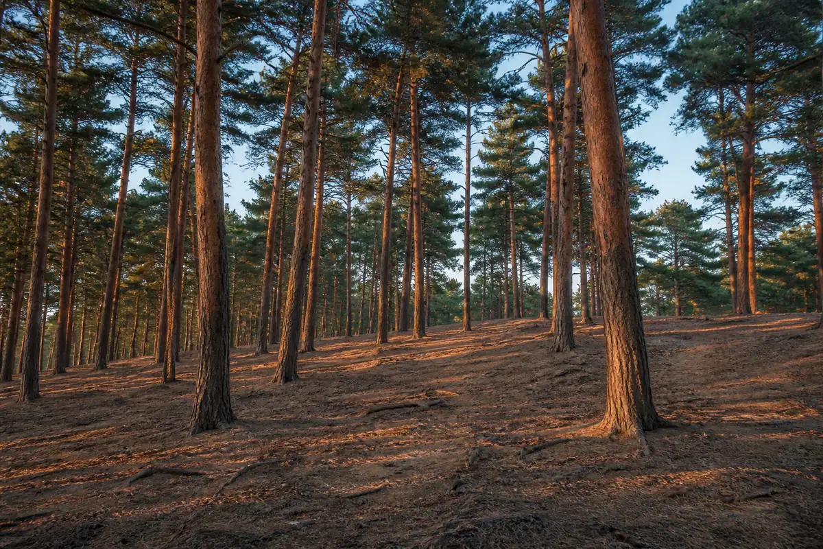 An open Japanese red pine forest on a hillside with widely spaced reddish trunks, a thin sparse litter layer and bare soil showing through, low sunlight coming from the side