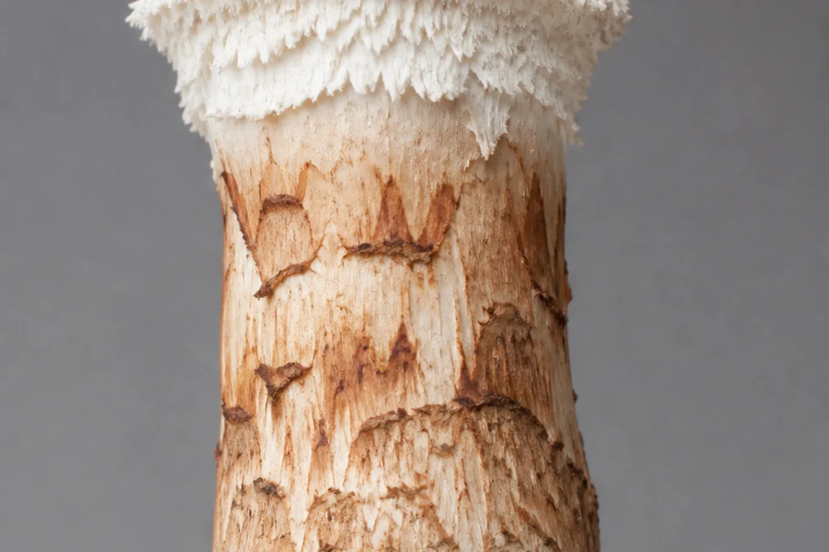 A matsutake stem held upright showing a thick shaggy white ring standing out from the stem, flattened brown fibrous patches below it and white above, and a solid base that does not taper