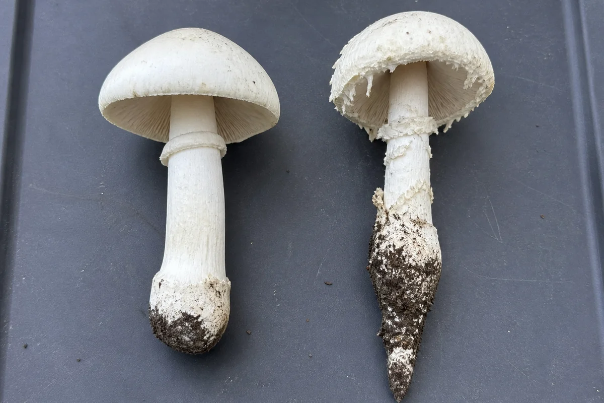 Two whitish mushrooms side by side on a dark tray with their bases intact, the left with a thick solid stem ending bluntly and a firm ring, the right with crumbly shaggy veil fragments on its cap edge and stem and a base that swells then tapers to a narrow point