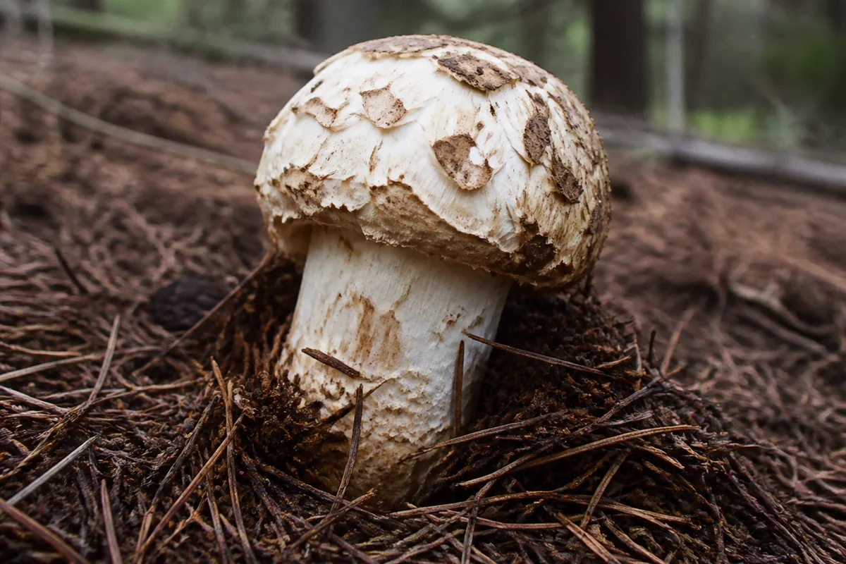 Matsutake mushroom in pine needle litter with a thick solid white stem and a white cap overlaid with flattened brown scales