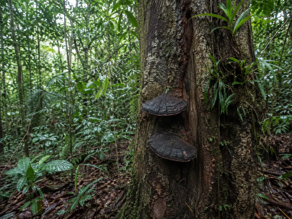 Dark perennial Mesima bracket attached to a wounded tropical broadleaf trunk in humid forest