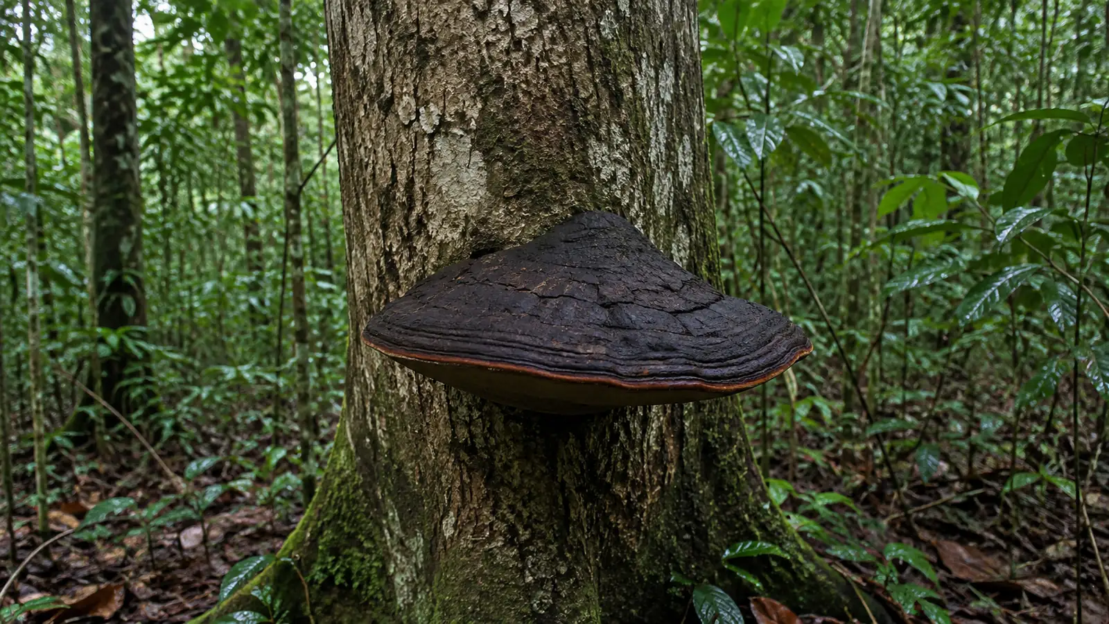 Dark hoof-shaped Mesima bracket with a brown growing margin on a humid tropical hardwood trunk
