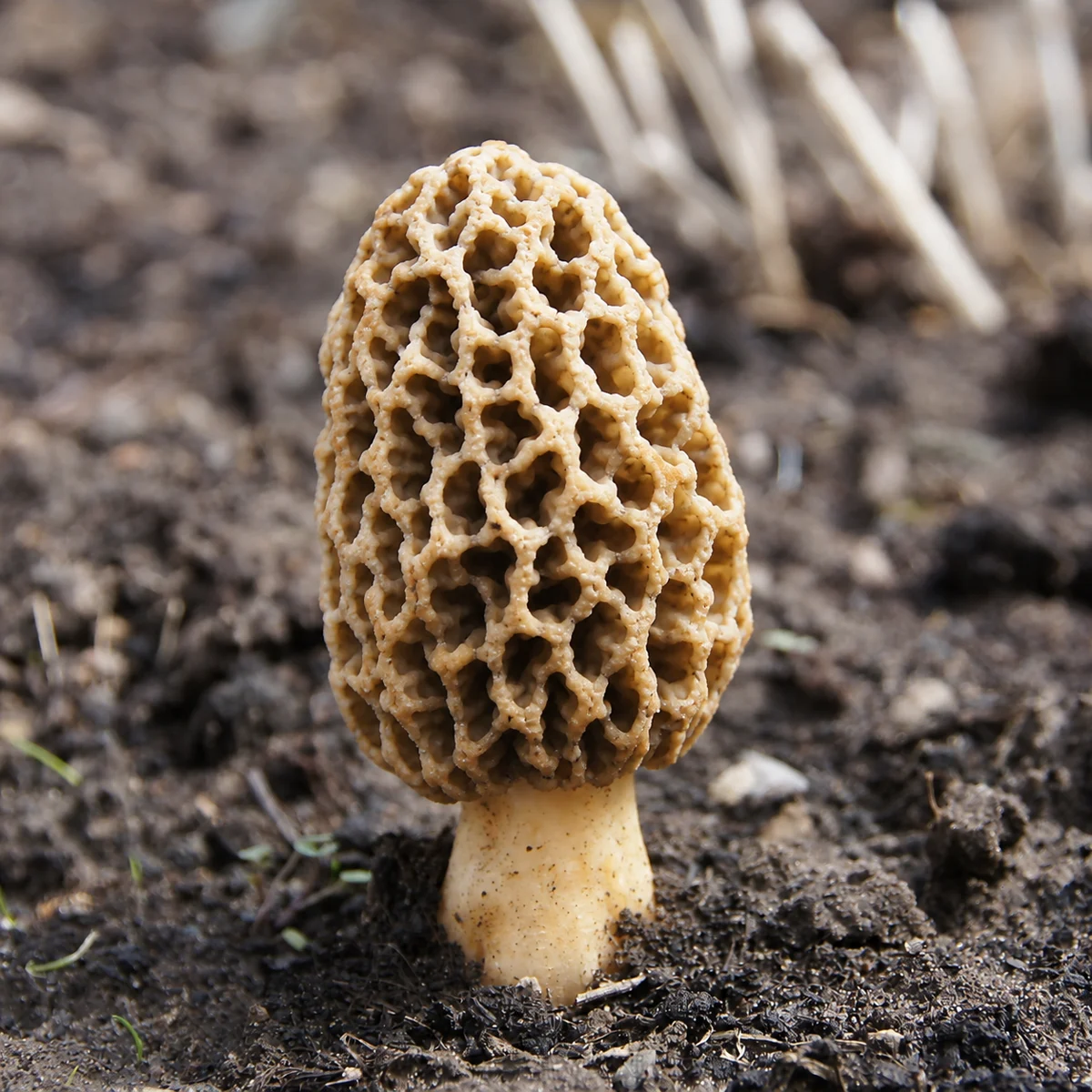 True morel showing honeycomb pits and a full side profile