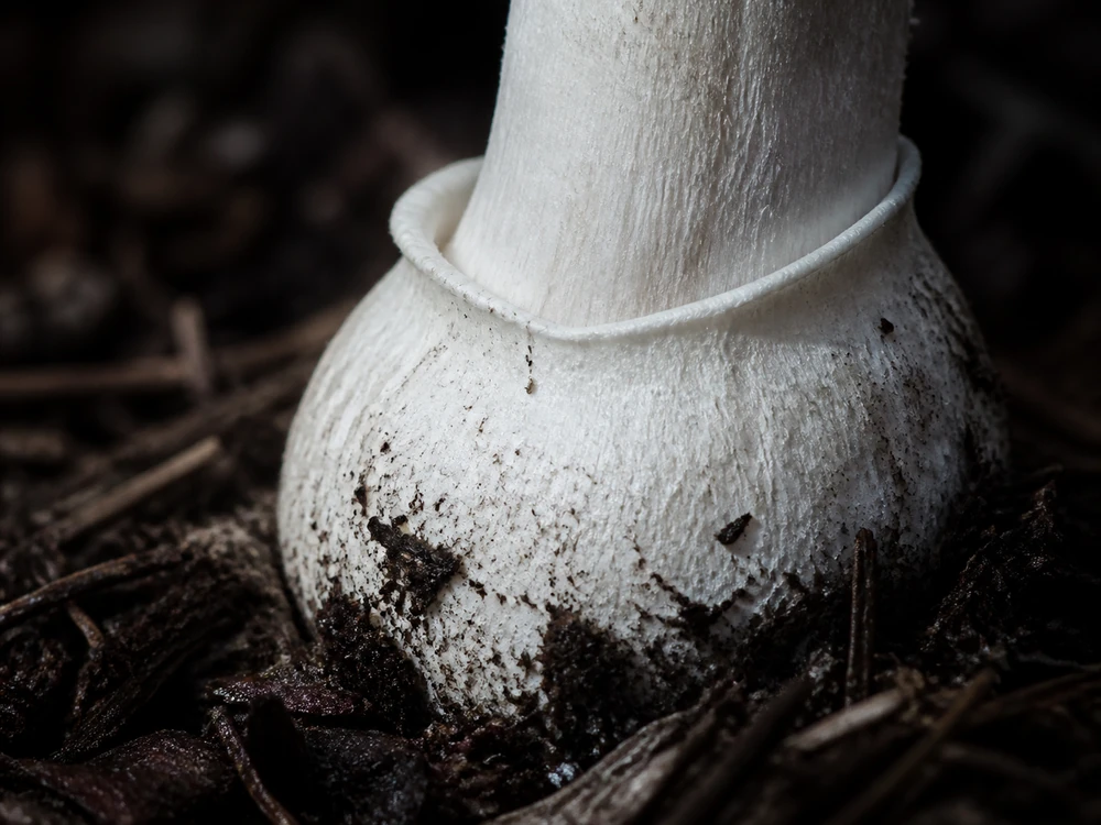 Close view of the white collar at the junction between a Panther Cap stem and its swollen bulb