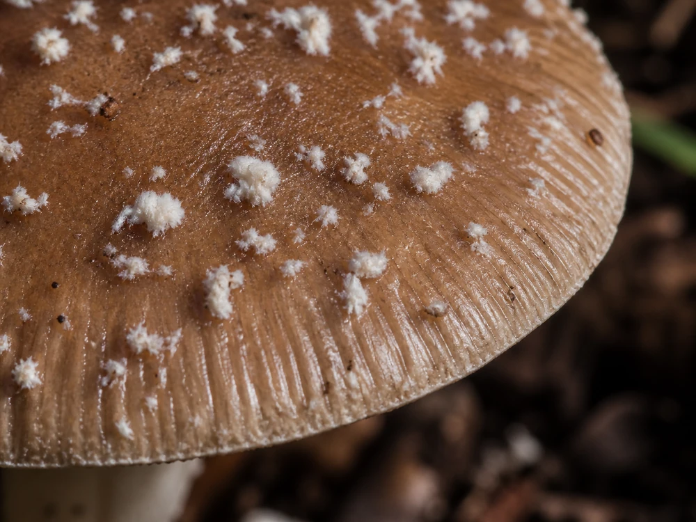 White veil warts on a wet brown Panther Cap above short grooves at the cap margin