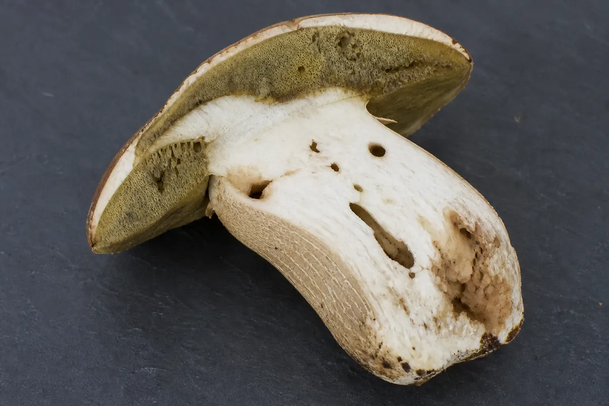 Longitudinal section of one overmature porcini showing soft olive tubes and larval galleries beside a narrow intact edge