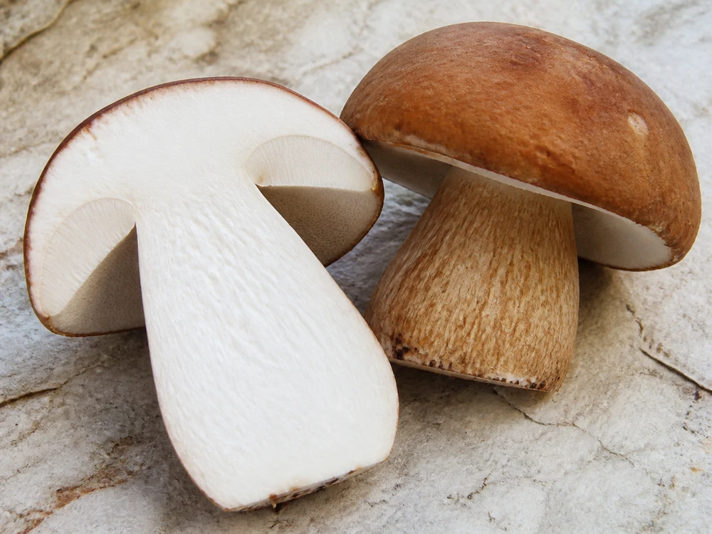 Longitudinal section through a porcini showing dense white flesh across cap and stem
