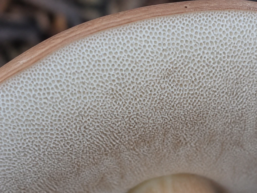 Close macro of a young porcini underside with tightly packed white pores and no gills