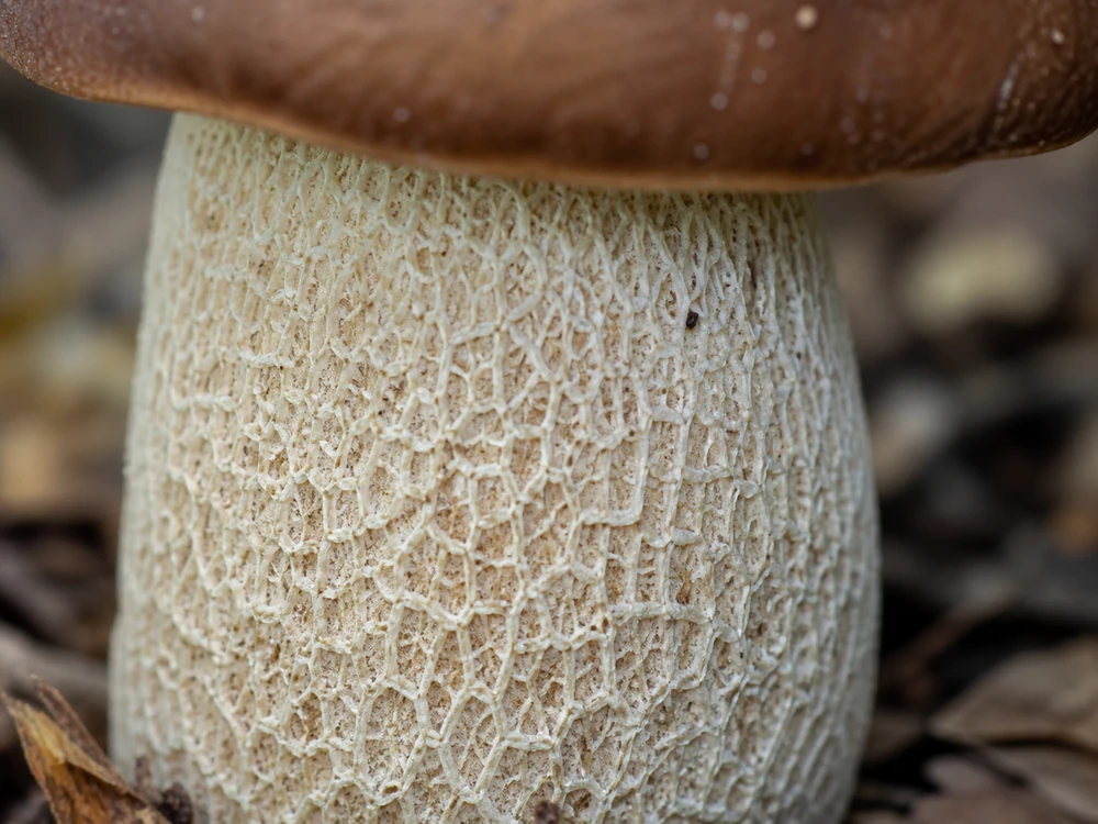 Raking-light macro of fine pale reticulation on the upper stem of a porcini