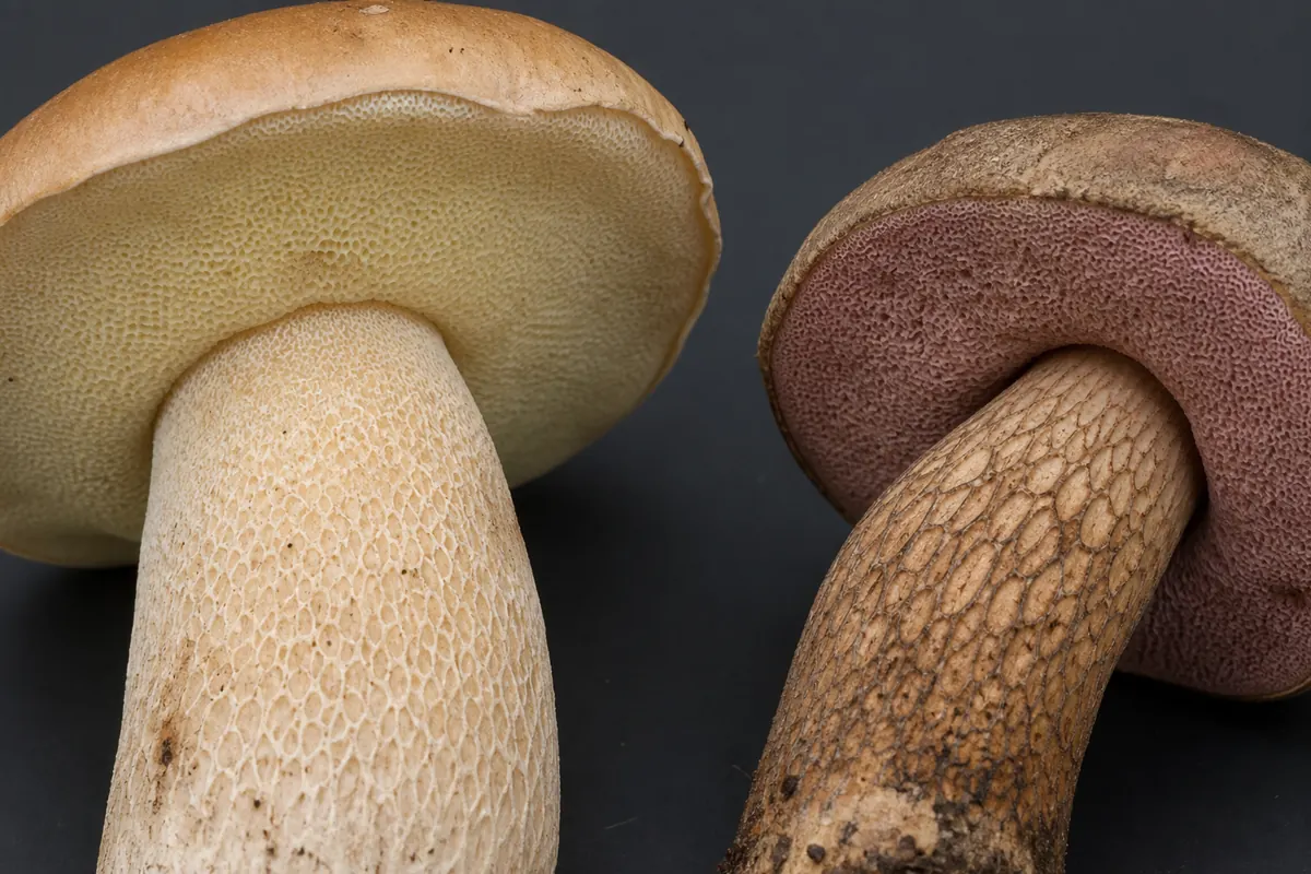 Controlled macro comparison of pale porcini pores and fine pale stem reticulation with pink bitter bolete pores and coarse dark reticulation