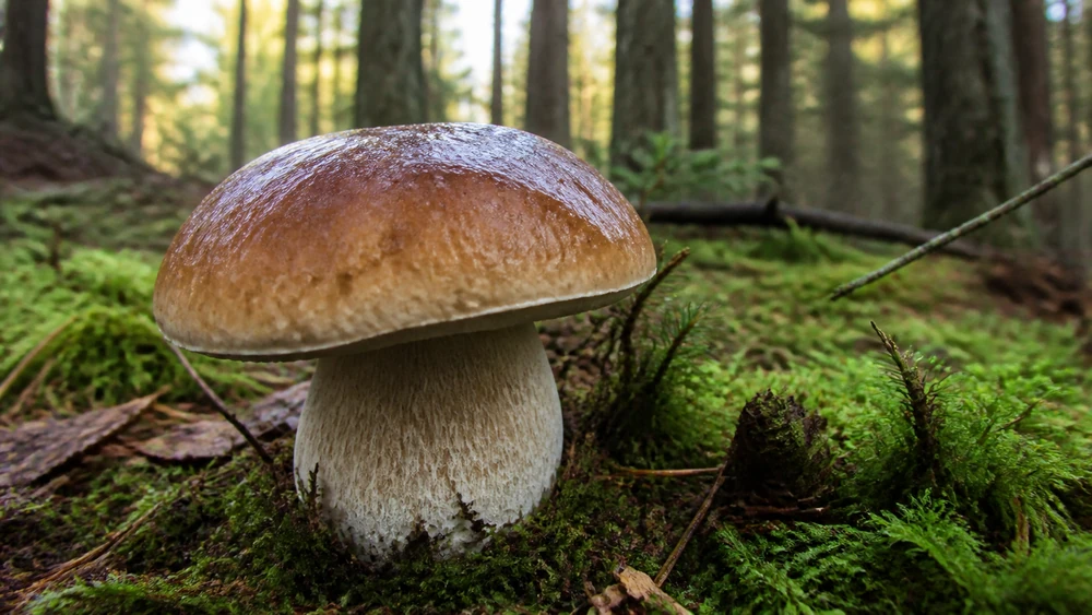 A porcini mushroom with a brown bun-shaped cap and a stout pale stem carrying a fine white network