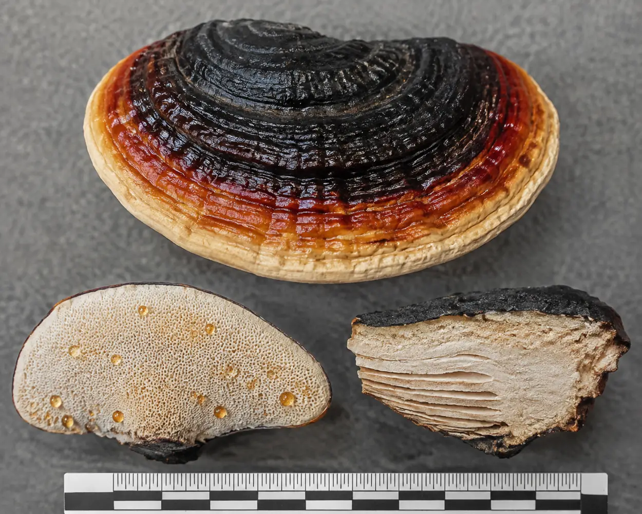 Upper crust, pore surface with amber droplets, and cut tube layers of a red-belted conk