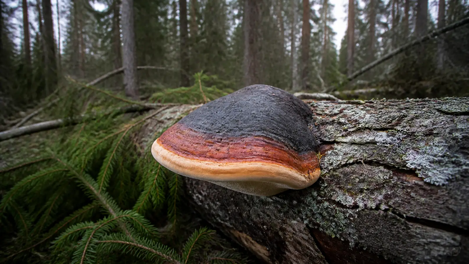 Red-belted conk bracket on a fallen conifer