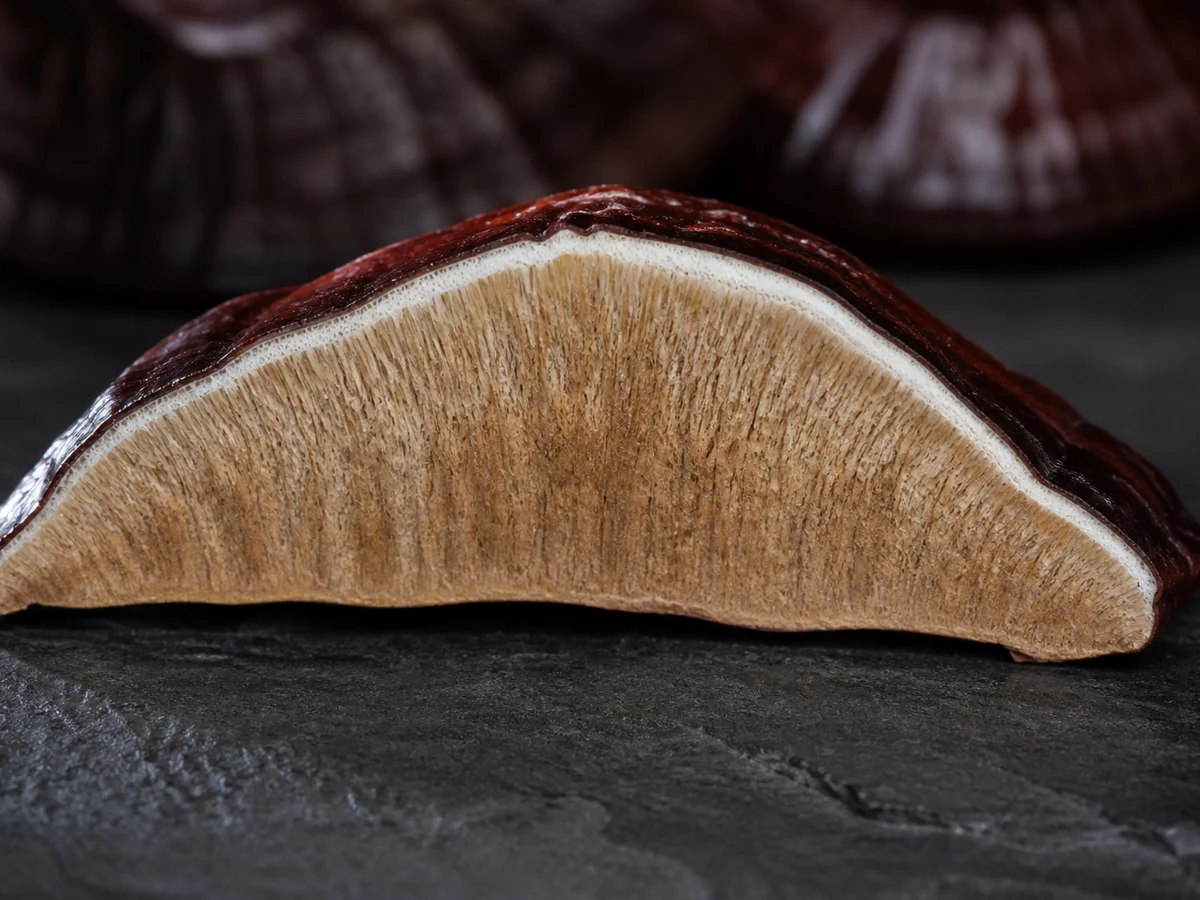 Reishi bracket cut in half on dark slate showing the thin glossy crust, pale corky flesh and fine white pore layer