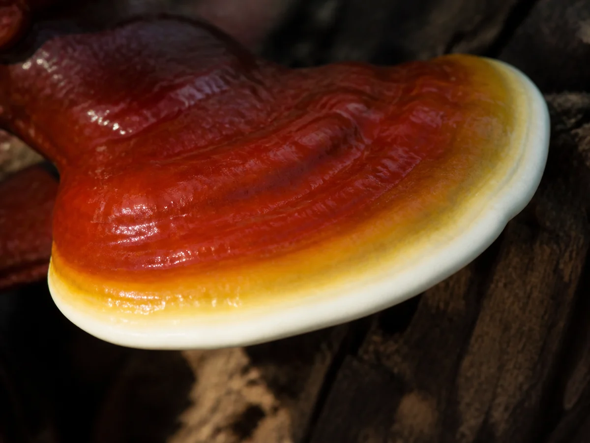 Edge of a young reishi bracket with a bright white growing margin grading through pale yellow into glossy red brown lacquer