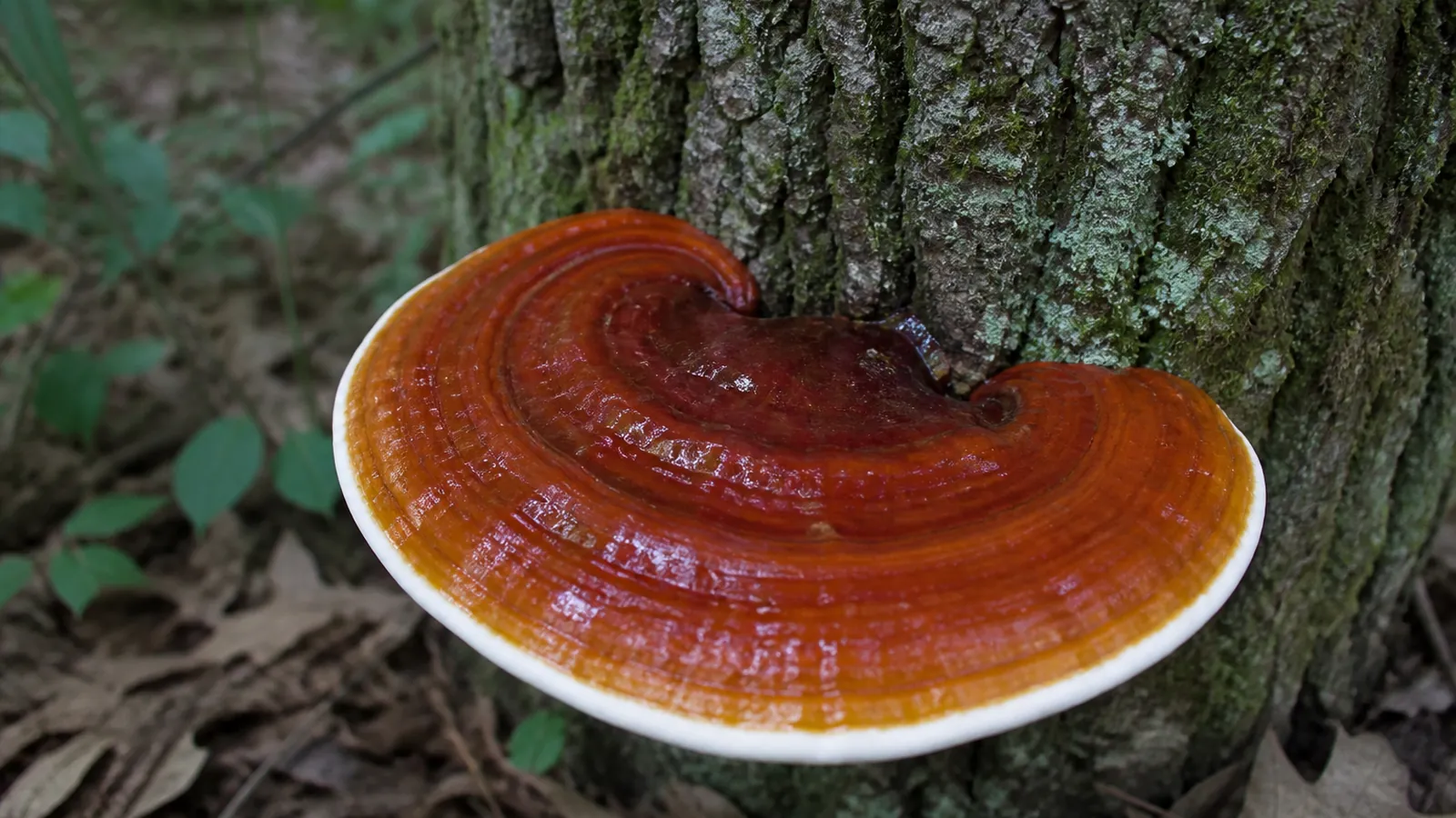 Varnished reishi bracket with concentric red brown bands and a pale growing margin on hardwood