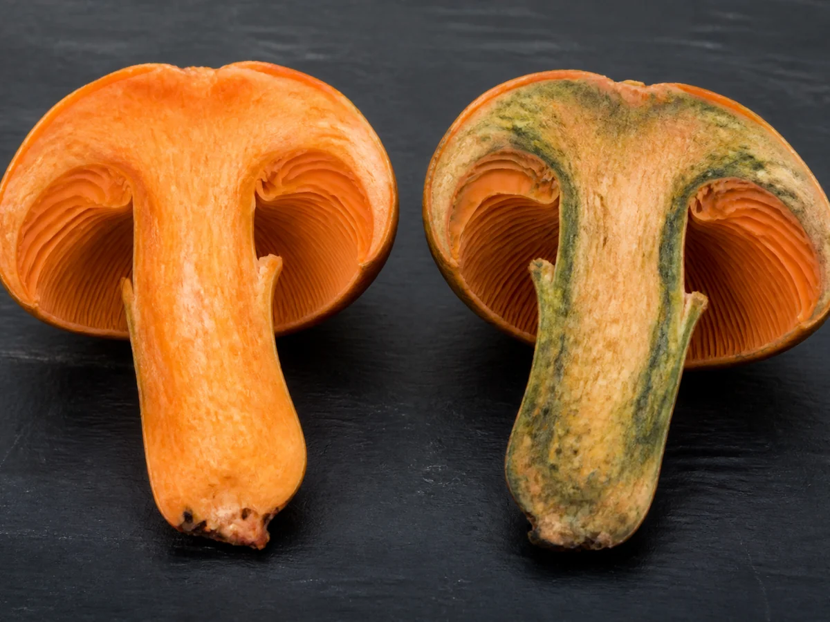 Two halved orange mushrooms on a dark board, the freshly cut one bright orange and the older one showing dull green staining spreading across the cut face