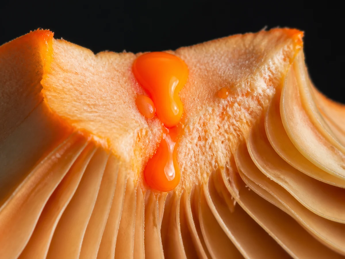 Extreme macro of a cut orange gill surface with a bead of bright carrot-orange milky liquid welling from the cut