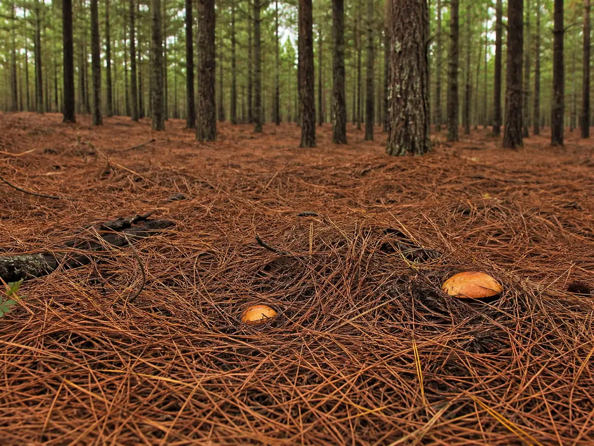 A radiata pine plantation floor with deep orange-brown needle litter, straight trunks receding, and a few orange caps pushing through the needles