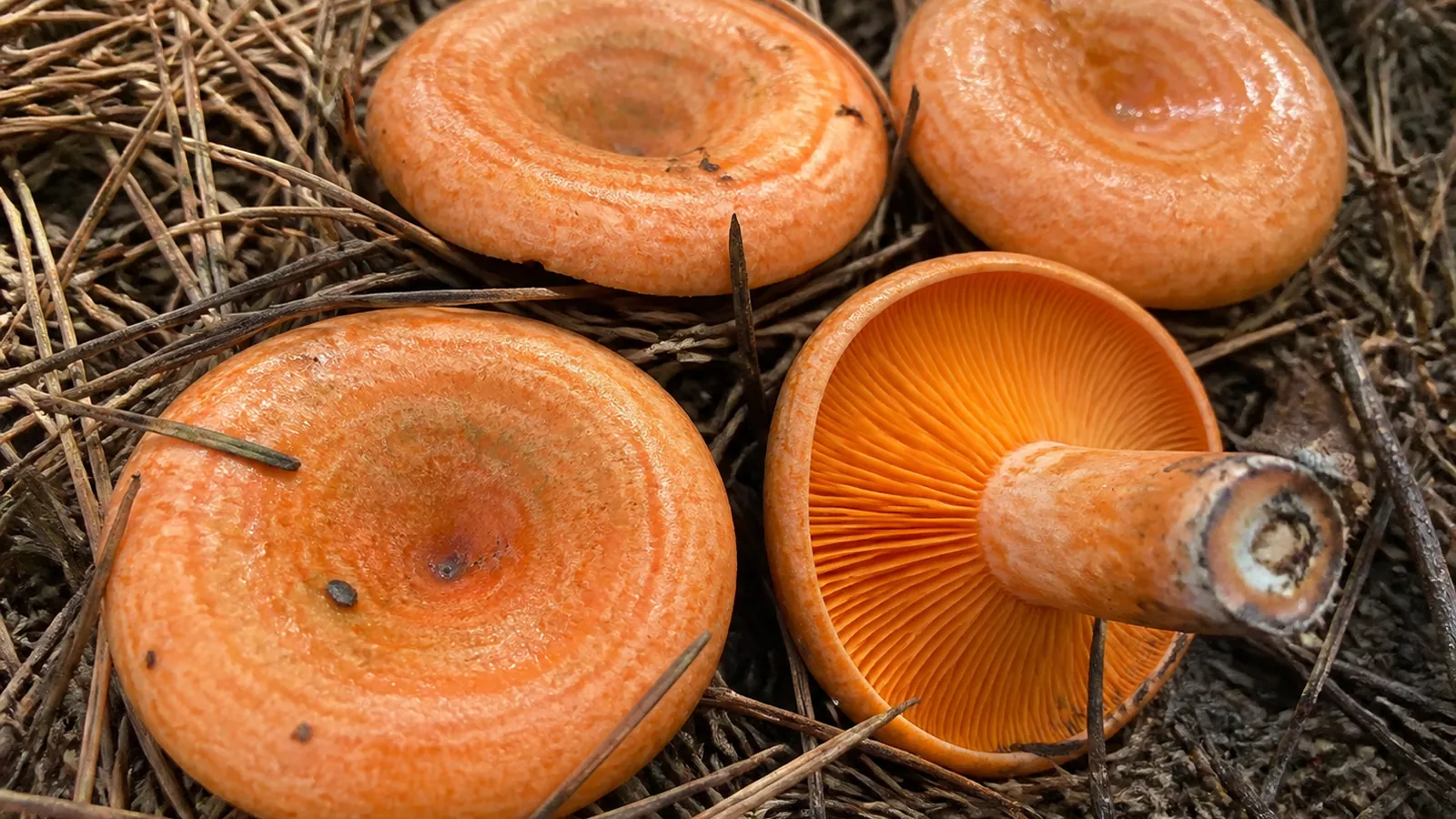 Saffron milk caps in pine needle litter, carrot orange funnel-shaped caps with darker concentric zones