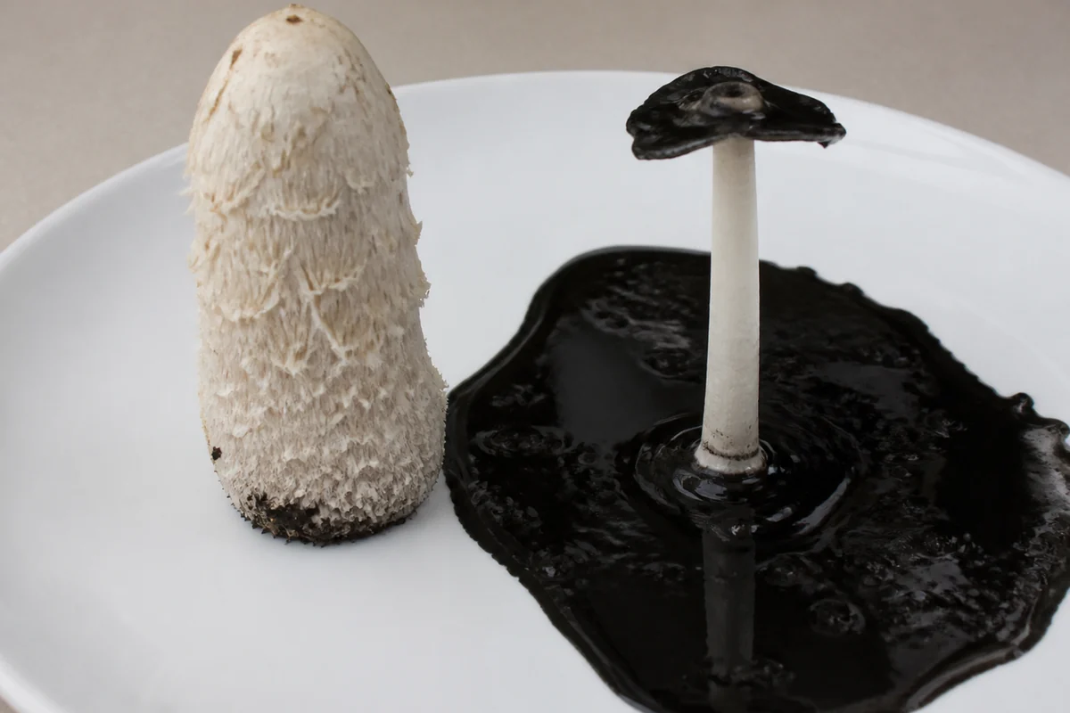Two shaggy mane mushrooms on a white plate, one still firm and white and the other collapsed into a puddle of glossy black liquid with a bare stem standing in it