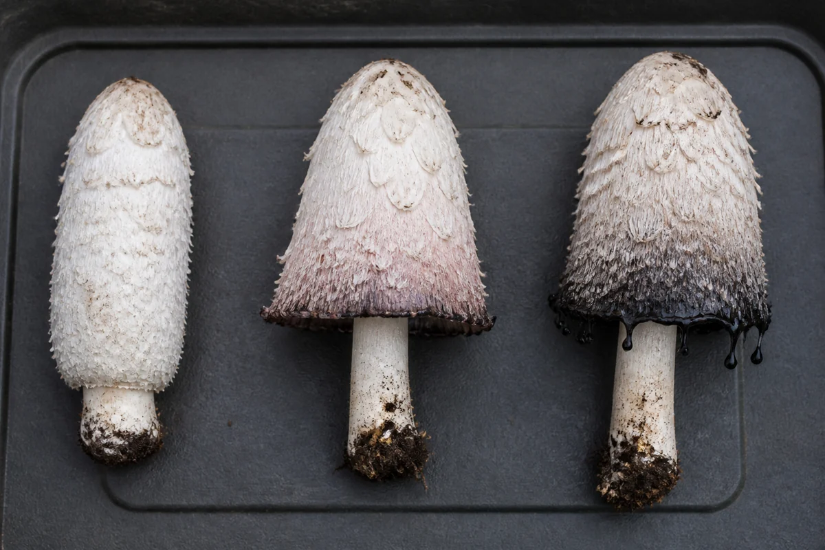 Three shaggy mane mushrooms in a row, a tight white cylinder, one opening into a bell with a pink and gray lower edge, and one with a blackened dripping edge
