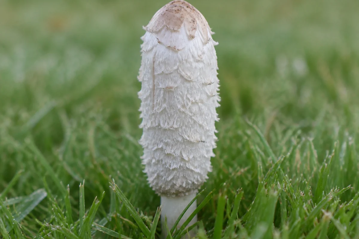 Young shaggy mane mushroom standing in mown lawn grass with a tall white cylindrical shaggy cap