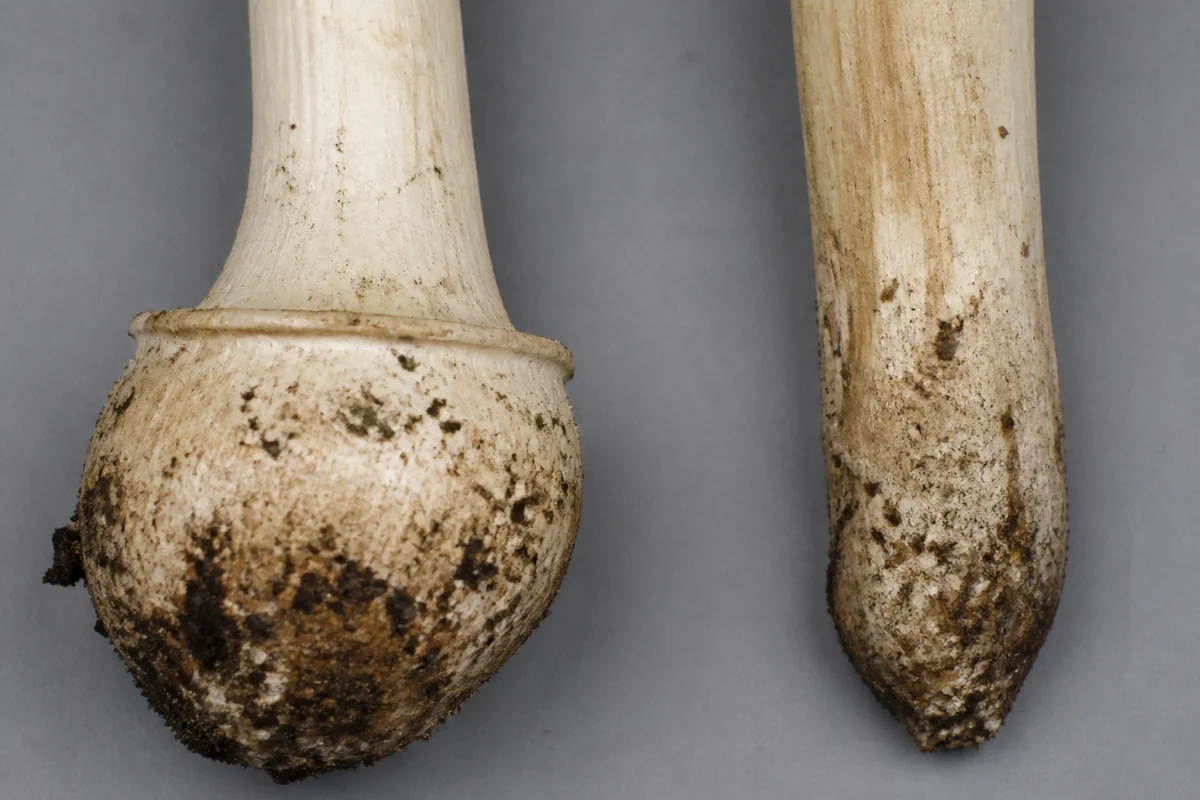 Two excavated mushroom stem bases side by side, the left swollen into a bulb with a sharp horizontal rim around its top edge and the right simply tapering into the soil