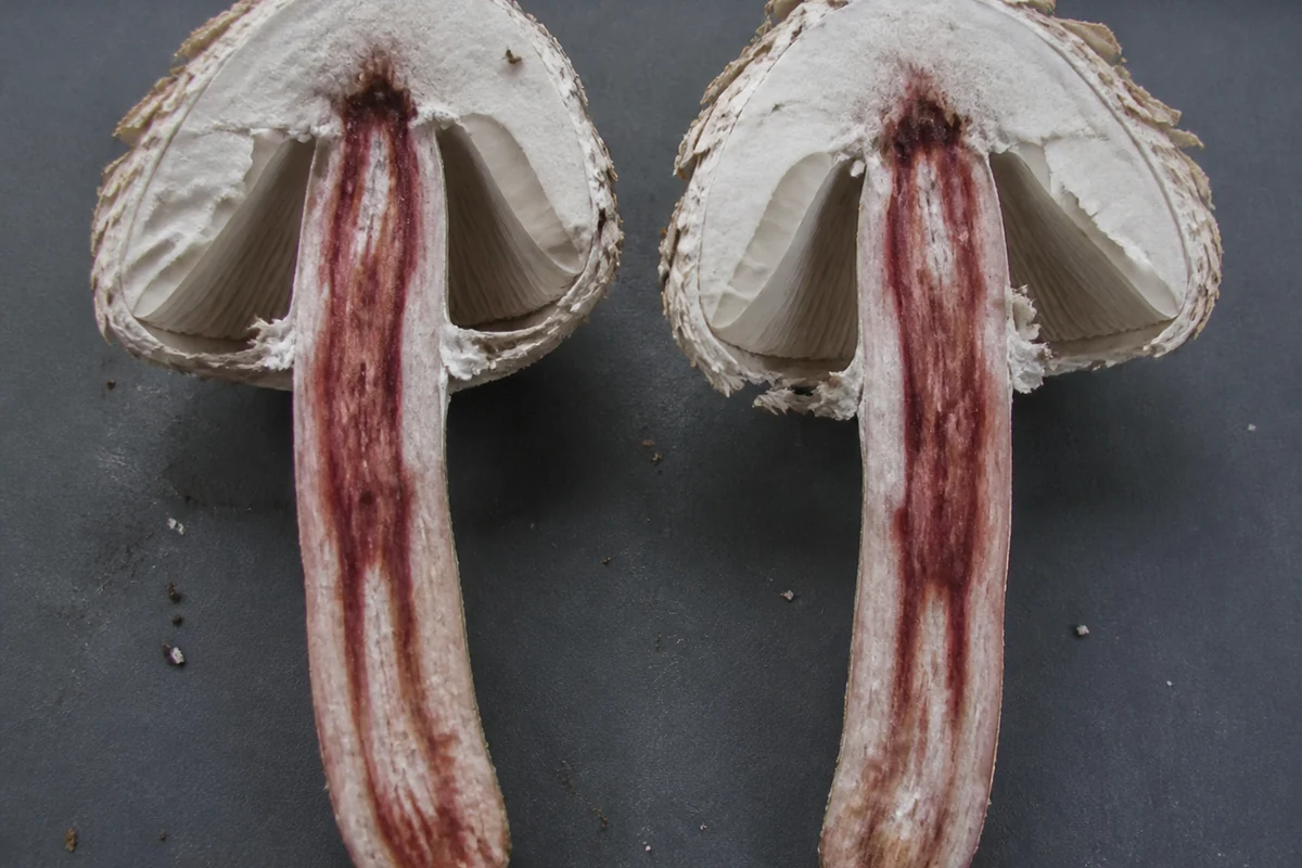 A shaggy parasol cut in half lengthwise on a dark tray with the exposed white flesh of the cap and stem flushing reddish and maroon