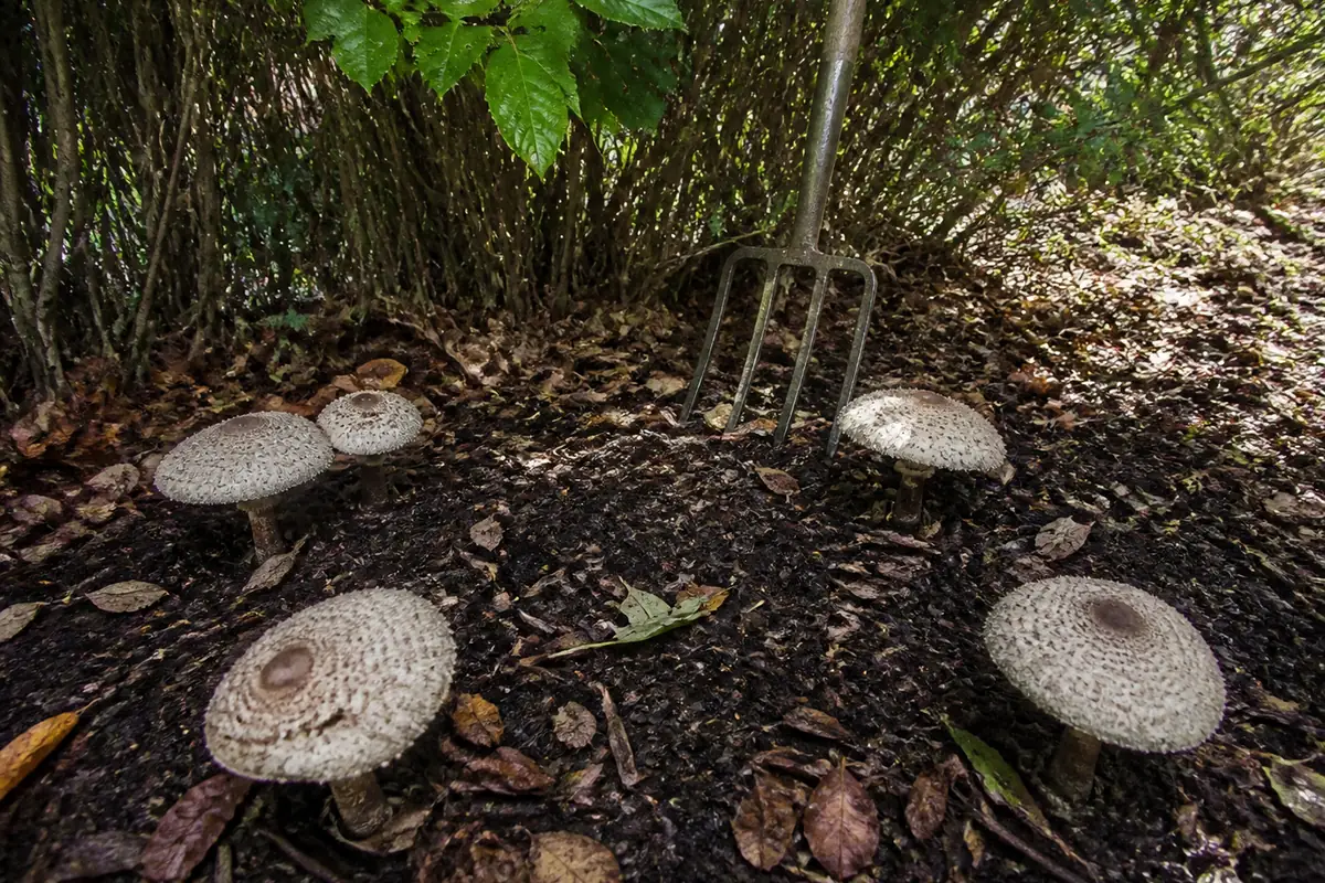 A shaded garden bed at the base of a hedge with dark leaf mould and bark mulch and a rough ring of five large pale scaly-capped mushrooms coming up through it